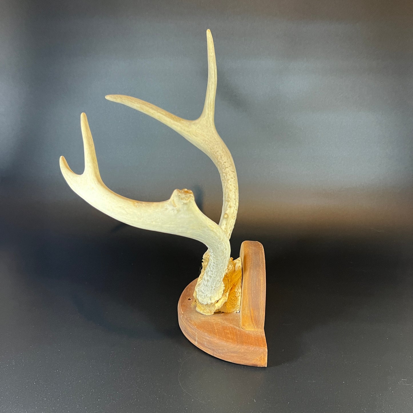 Mounted Deer Antler Rack