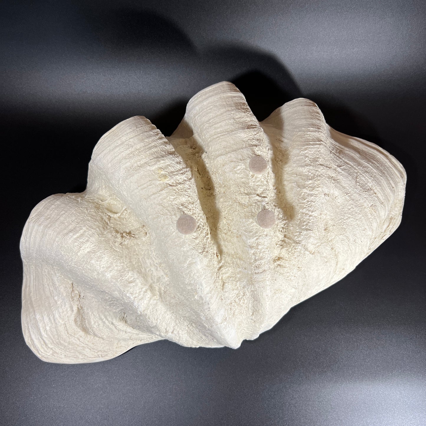 Decorative Giant Clamshell Centerpiece