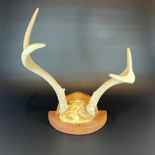 Mounted Deer Antler Rack