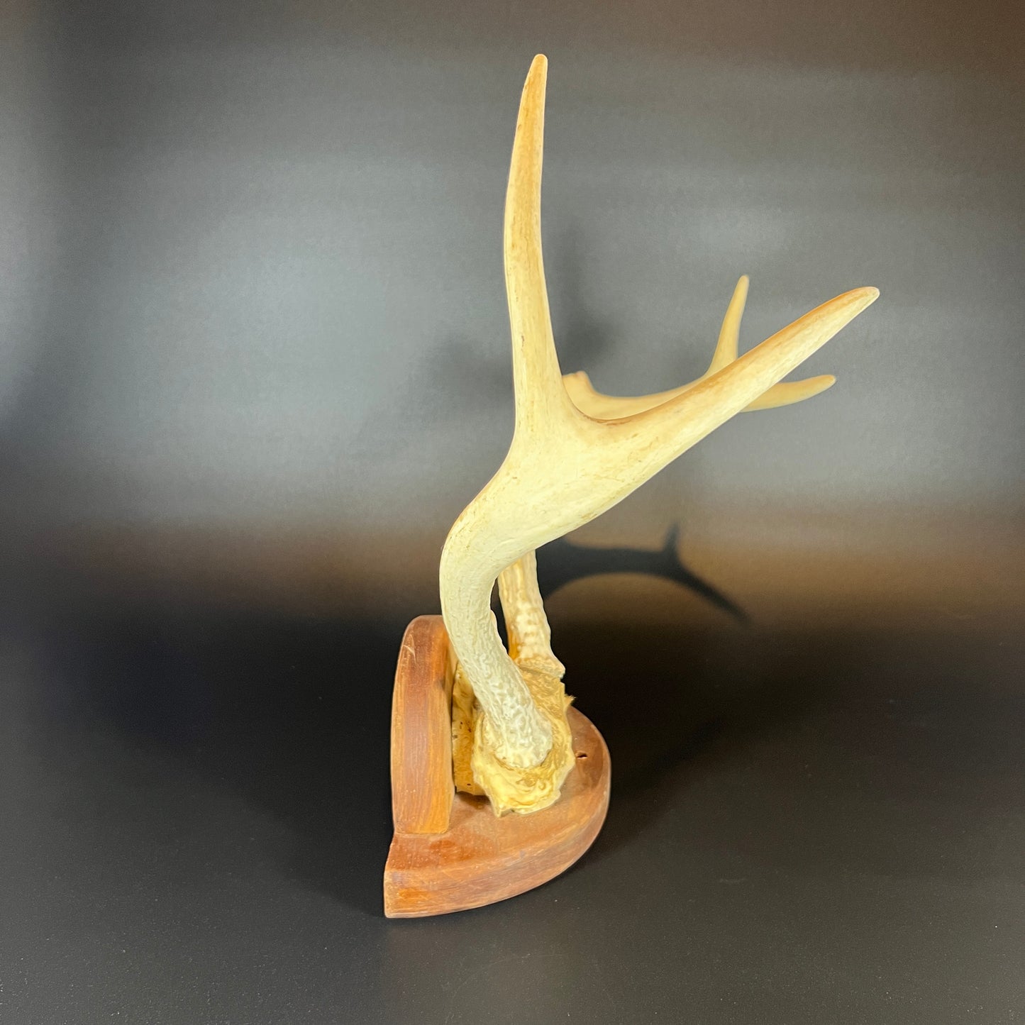 Mounted Deer Antler Rack