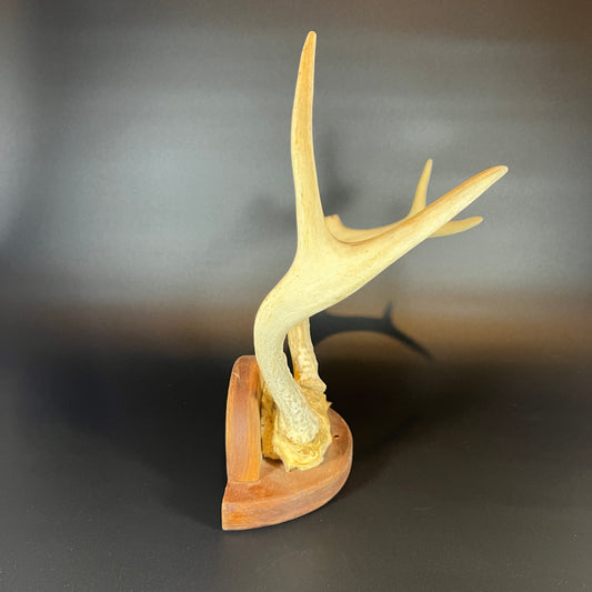 Mounted Deer Antler Rack