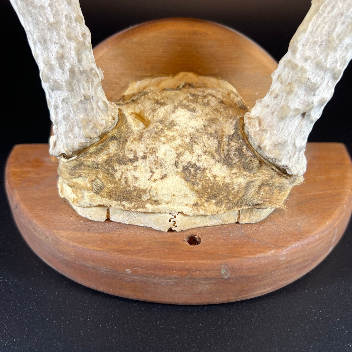 Mounted Deer Antler Rack