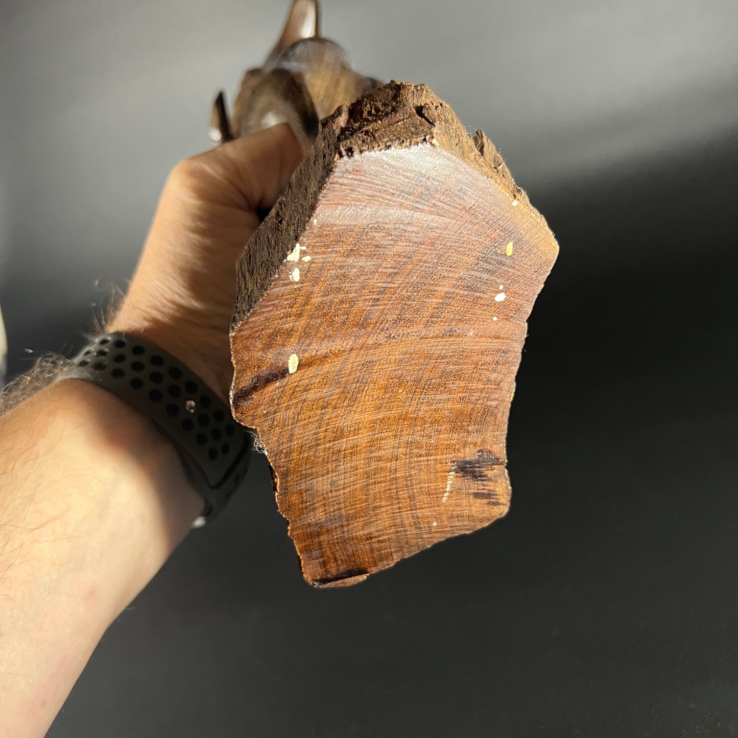 Ironwood Big Horn Ram Carving