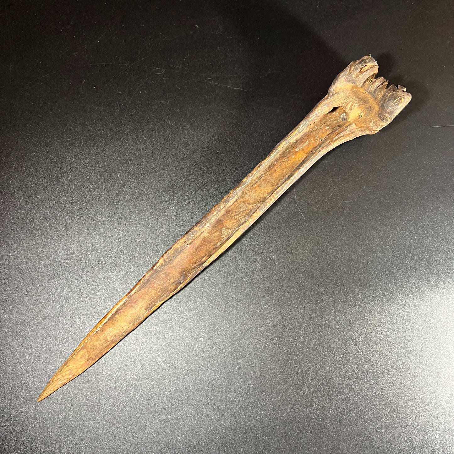 13.5" Sepik River Ancestral Cassowary Bone Dagger | Papua New Guinea