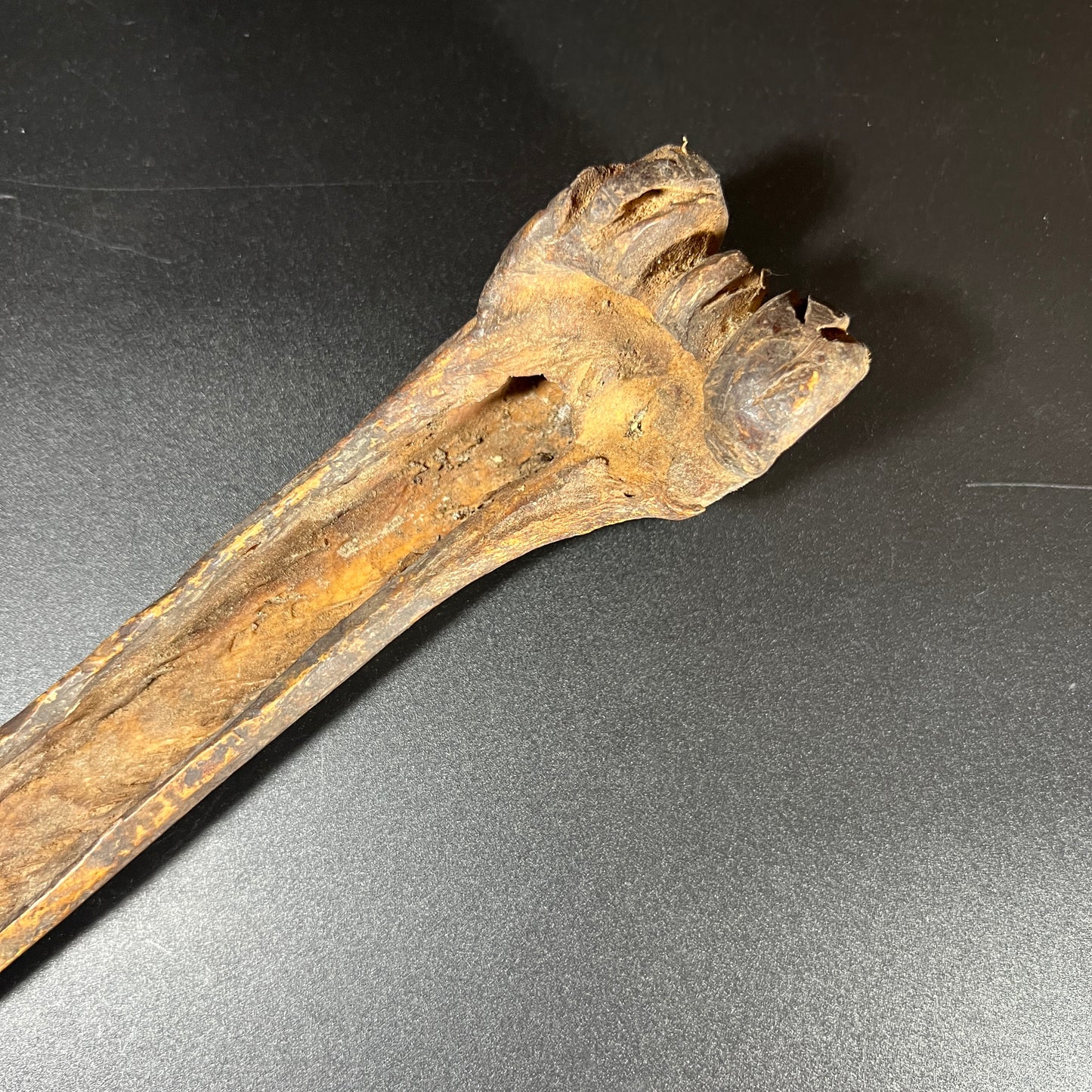 13.5" Sepik River Ancestral Cassowary Bone Dagger | Papua New Guinea