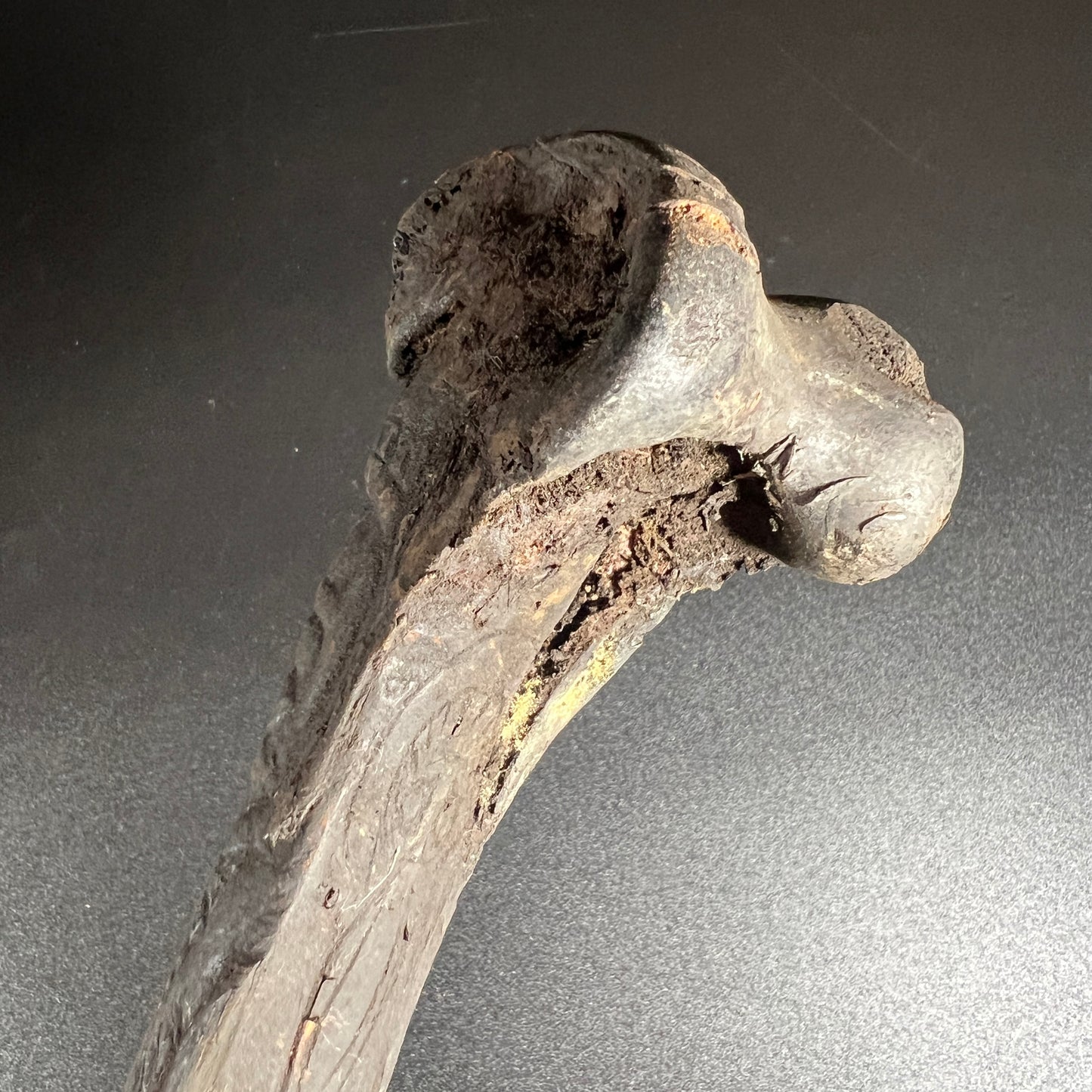 13" Long Sepik River Ancestral Cassowary Bone Dagger | Abelam / Kwanga, Papua New Guinea | Ron Perry Provenance