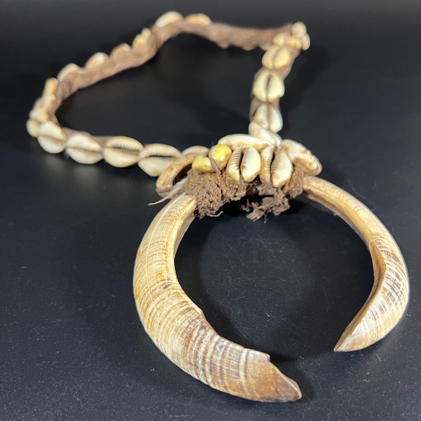 Ceremonial Boar Tusk & Cowrie Shell Necklace | Sepik River, Papua New Guinea | Tribal Adornment