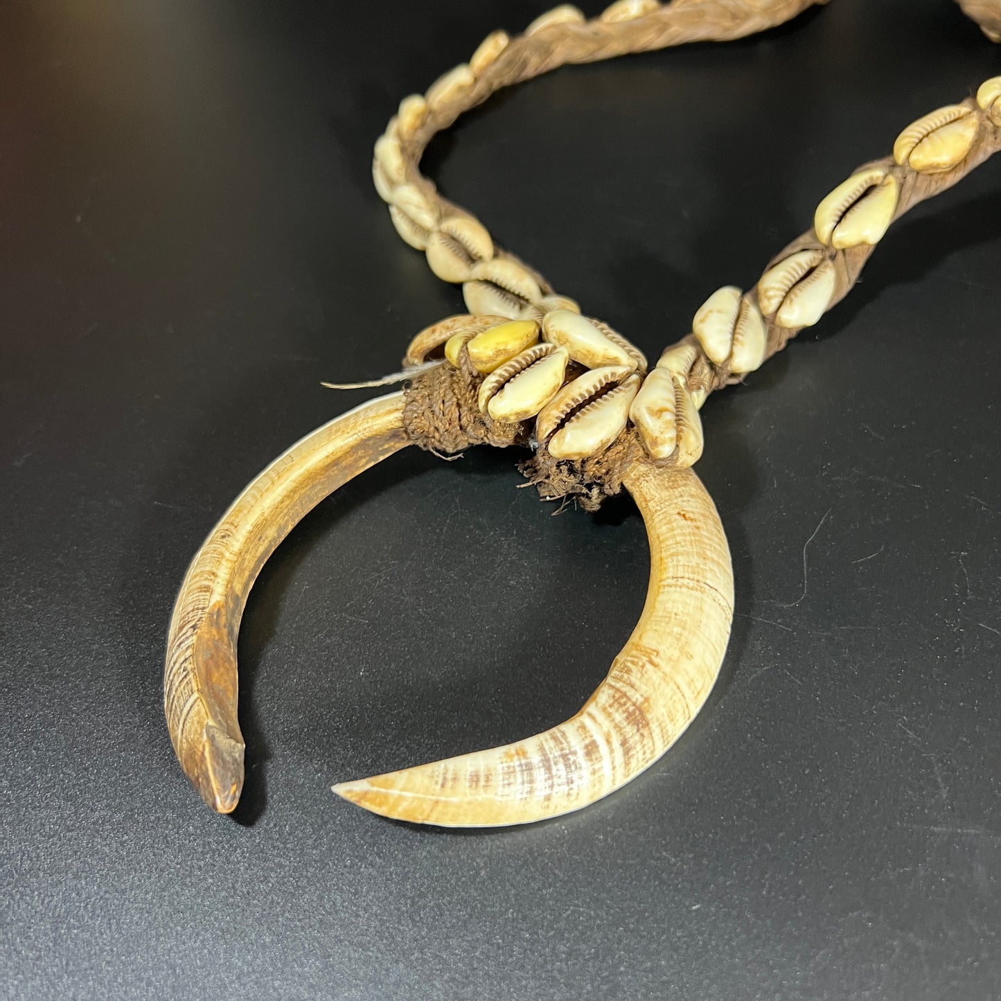 Ceremonial Boar Tusk & Cowrie Shell Necklace | Sepik River, Papua New Guinea | Tribal Adornment