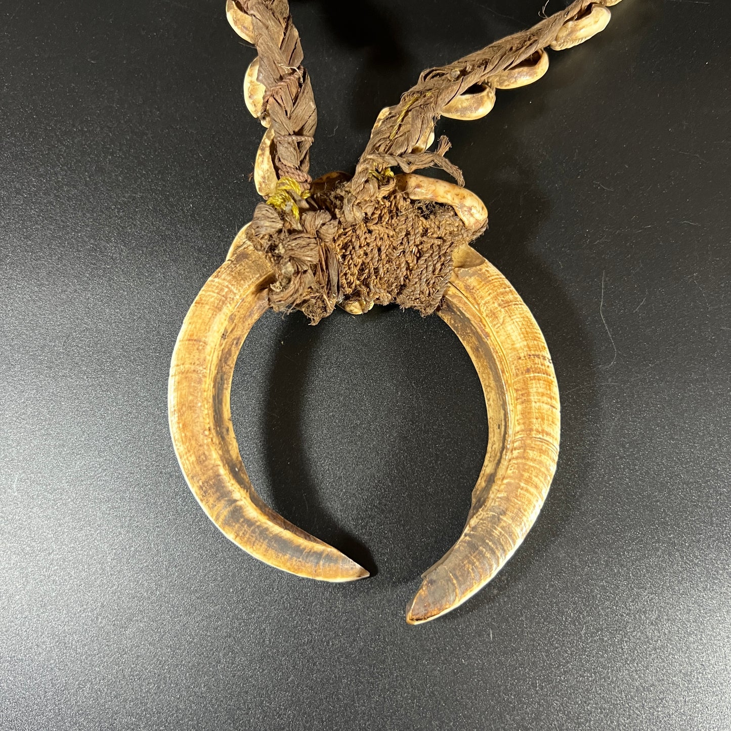 Ceremonial Boar Tusk & Cowrie Shell Necklace | Sepik River, Papua New Guinea | Tribal Adornment